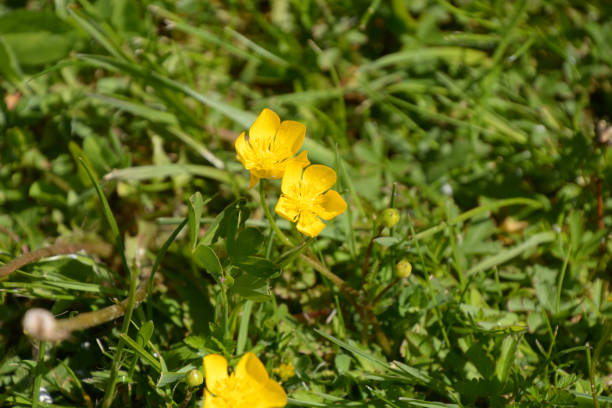 istock bright yellow buttercup in green grass in early spring 1278407302
