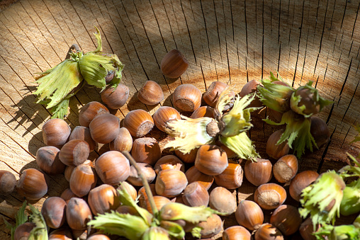 Horizontal image of acorn nuts from an oak tree nestled in colorful leaves in autumn colors.