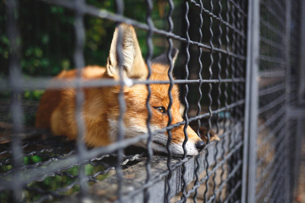 istock portrait of a sad fox 1278409085