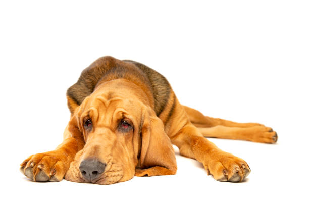 istock bloodhound in front of white 1278409112