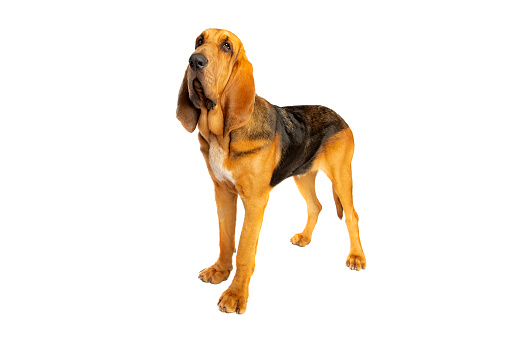 bloodhound in front of a white background