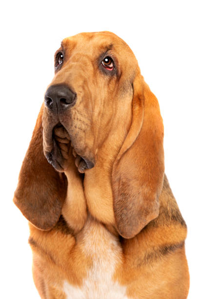 bloodhound in front of white - dog sadness large isolated imagens e fotografias de stock