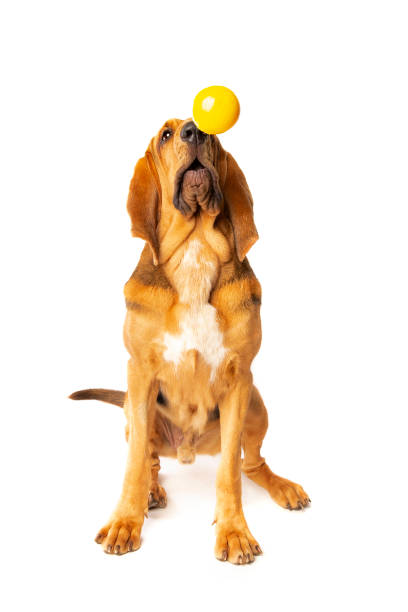 bloodhound in front of white bloodhound in front of a white background bloodhound stock pictures, royalty-free photos & images