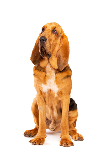 bloodhound in front of a white background