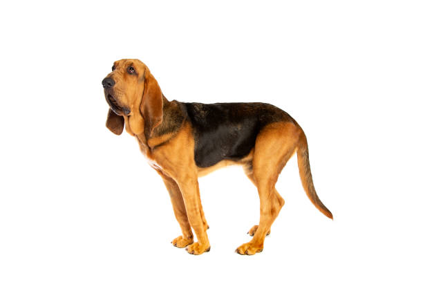 bloodhound in front of white bloodhound in front of a white background bloodhound stock pictures, royalty-free photos & images