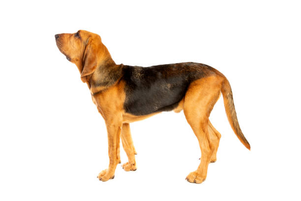 bloodhound in front of white - dog sadness large isolated imagens e fotografias de stock