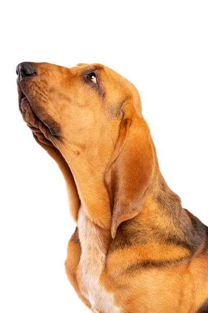 bloodhound in front of white bloodhound in front of a white background bloodhound stock pictures, royalty-free photos & images