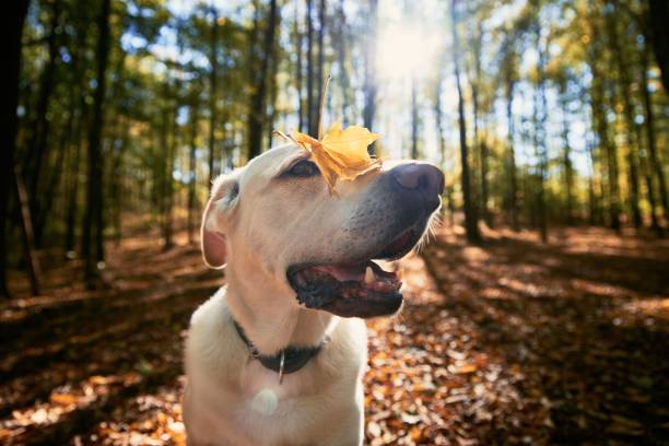 istock Happy dog in autumn forest 1278410678