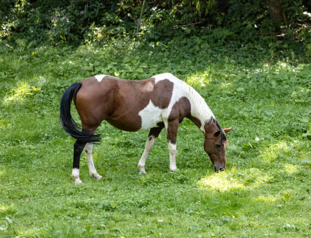 A young, chequed mare on the forest pasture