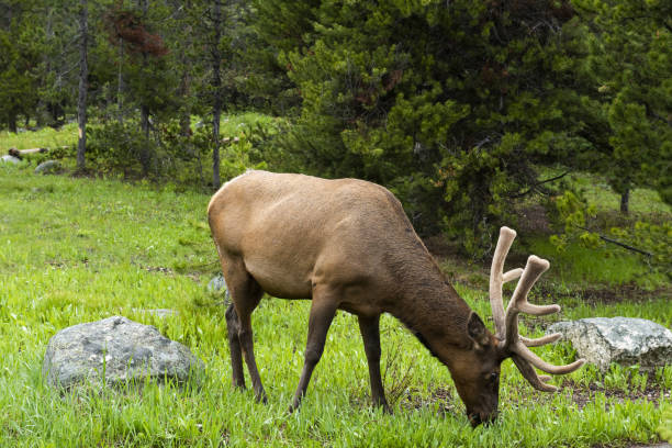 istock Young elk in Grand Tetons 1278411451