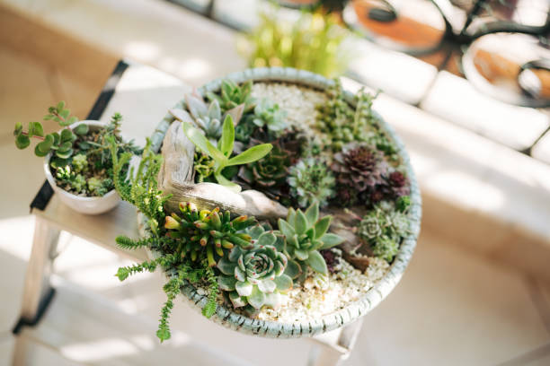 Assorted succulents in a flower pot with driftwood. High quality photo