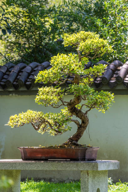 istock Bonsai tree in sun light in China 1278411964