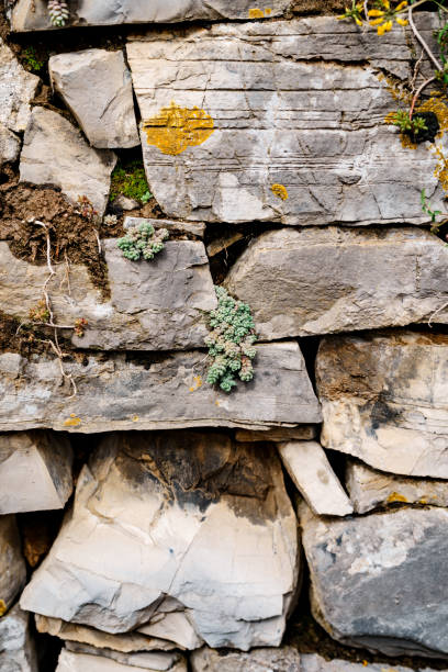 istock The wild Sedum succulent grows in a stone wall. 1278412924