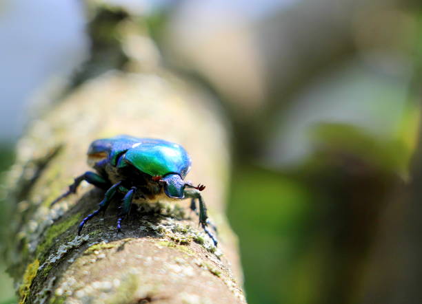 istock The emerald May beetle crawls along the tree in summer. 1278413159