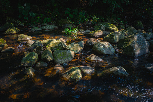 Waterfall forest landscape