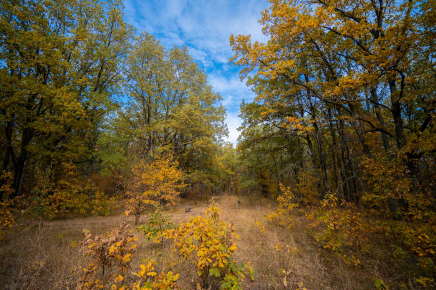 Forest of Mont Tremblant, on north shore of Montreal, during autumn at sunset in the month of October. Coloured trees with sky as copy space.