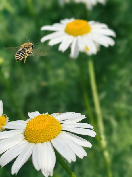 istock A Flying Bee Near Daisies in the Garden 1278416917