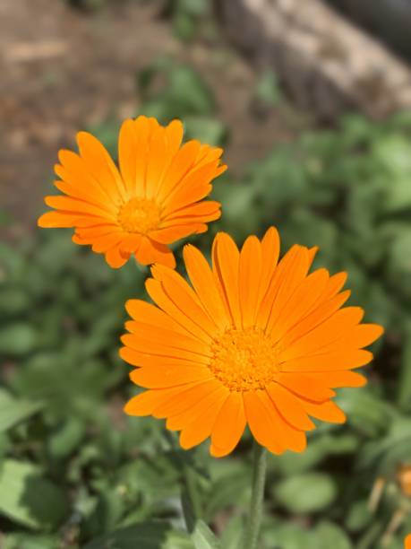 istock A large orange flower bud in the garden 1278417014