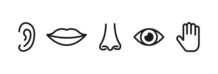 Ilustración de Conjunto De Cinco Sentidos Humanos Vista Olfato Oído Tacto Gusto Iconos De Línea Simples y más Vectores Libres de Derechos de Oler - iStock Ilustración de Conjunto De Cinco Sentidos Humanos Vista Olfato Oído Tacto Gusto Iconos De Línea Simples y más Vectores Libres de Derechos de Oler - iStock