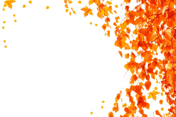 Bright autumn leaf on a white background. foliage. Fall concept