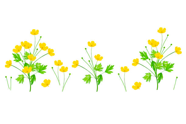 istock Yellow wildflowers buttercup isolated on white background 1278418495