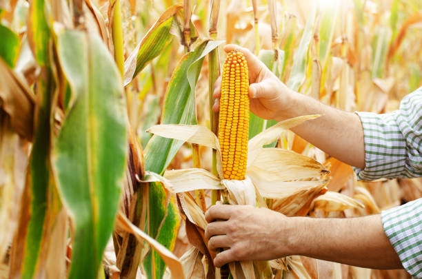 istock Peeled dry maize corn cobs on corn stalks in farmer's hand 1278419408