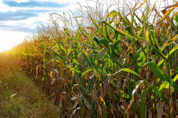 istock Maize corn green field summer time under daylight. Agriculture industrial background 1278419418