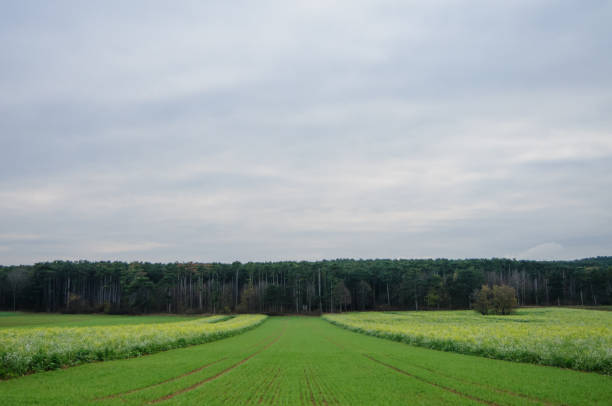 The landscape of agricultural field in Autumn