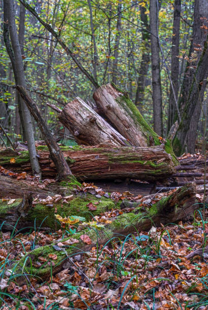 istock Old  lying  tree(tree ruins)  ( in forest near Krasnogorsk ( people go from railway station to distant part of Town ). 1278422439