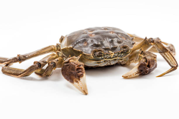 istock Fresh and delicious crab 1278423814