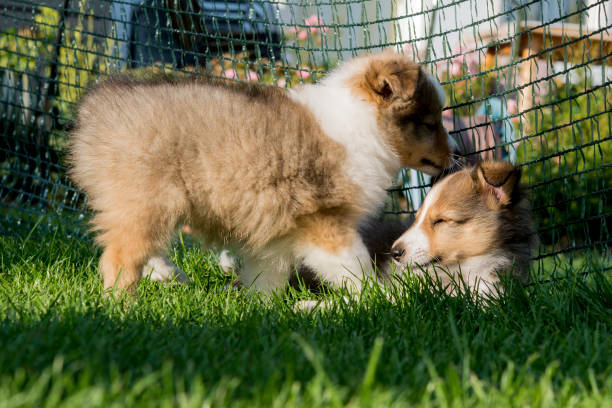 sheltie - Photo