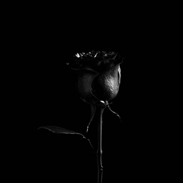 Rose (flower) painted black (with spray) in a black background. With and without water drops.