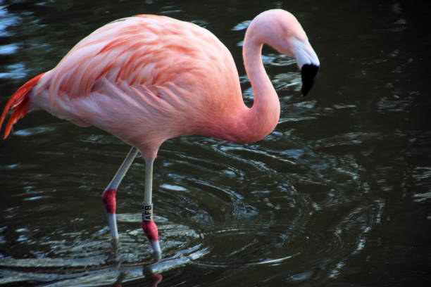 istock A Flamingo in the water 1278426412