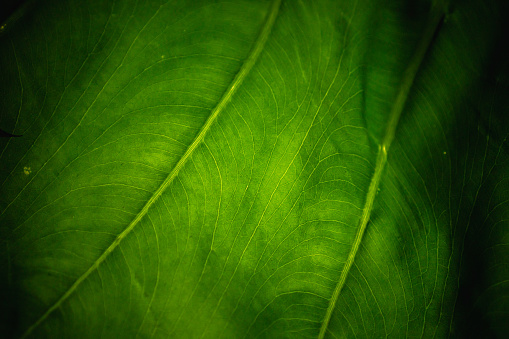 Photo of a green tropical tree leaf close-up in the dark with lighting with lines along the leaf