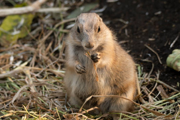 istock Prairie dog eats dried stems of weed at sunset. 1278427534