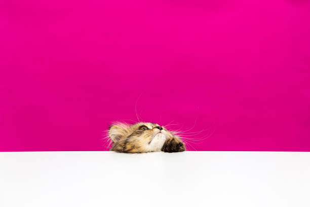 Scottish Fold LongHair Tabby Kitten Moving Up