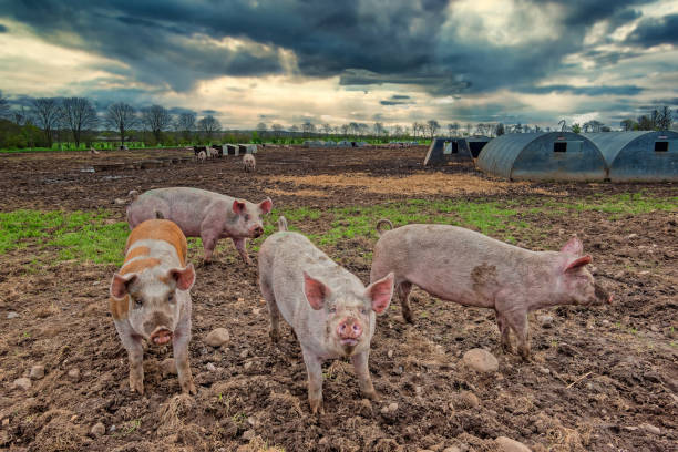 istock Pig farm free range landscape, Denmark 1278429123
