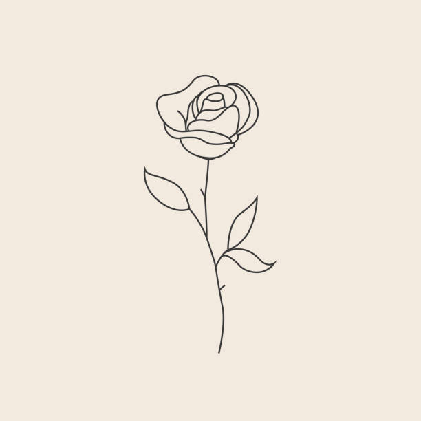 розовый цветок тонкая линия эскиз значок или логотип или шаблон дизайна татуировки. иллюстрация вектора - rosebuds stock illustrations