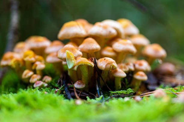 incantevoli berretti arancio-marroni di funghi velutipes flammulina continuano a fruttificare durante l'inverno. comunemente noto come velvet shank nel parco nazionale hoge kempen, pietersheim - deadly sings foto e immagini stock