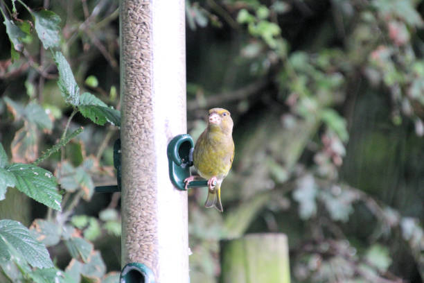 istock A Greenfinch on a Bird Feeder 1278432300