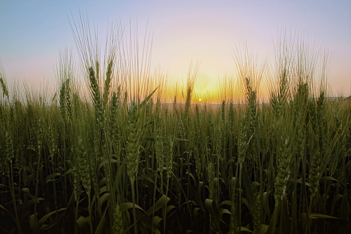 Morning sunrise over field of wheat crop. This shot was taken near Badgonda, Indore.