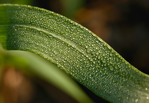 Closeup of shining dew drops on the green leave.