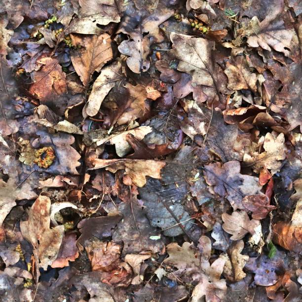 istock High resolution seamless texture of a forest ground with autumn leaves and nuts 1278433484