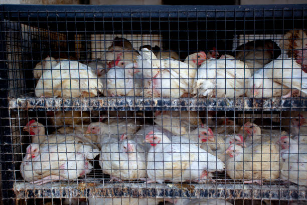 white chickens in metal cages outside in street market, India
