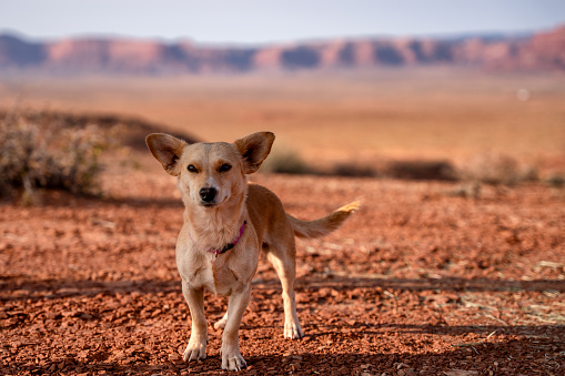 Cute Little Mutt Mixed breed dog owned by a Navajo Family in Monument Valley Arizona outside in the desert