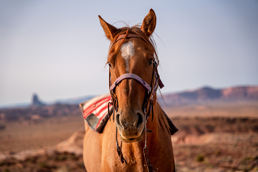Native American Bay Horse in Monument Valley Arizona In the Desert
