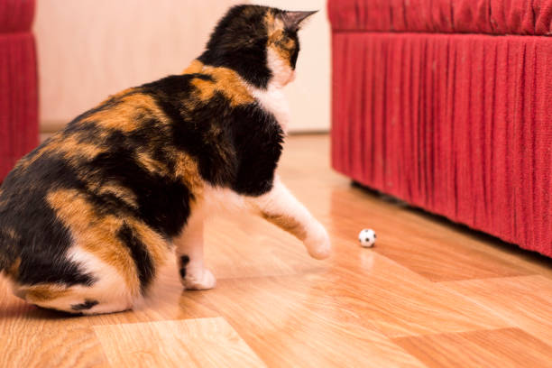 istock Tricolor cat.Cat playing with a ball. 1278435880