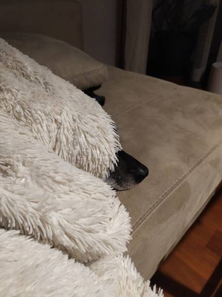 istock Black pinscher dog in winter 1278436008