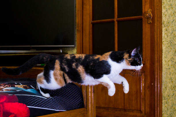 istock The cat is jumping, hunting, wild. 1278436156