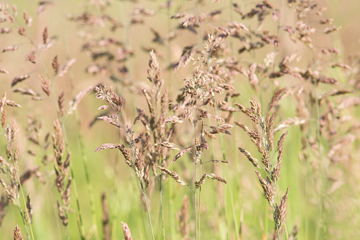 Blooming grass halmes which can cause hay fever in a grass field